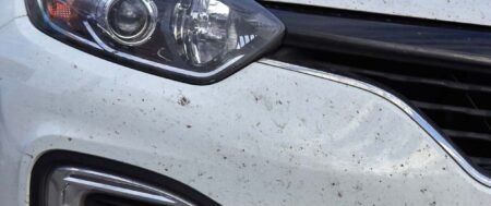 How to Remove Bugs from Your Car in Ottawa, Ontario